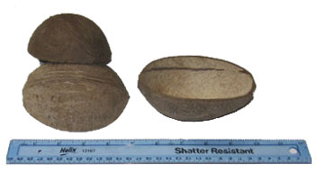 Blank coconut half shells - perfect for any craft