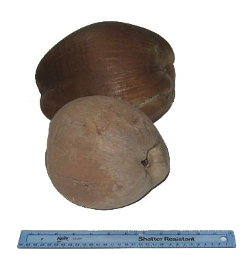 Buy unpainted coconuts for crafts