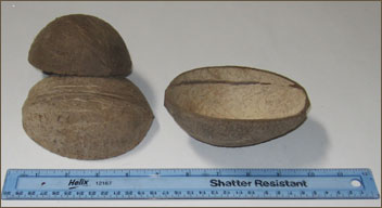 Blank coconut half shells - perfect for any craft