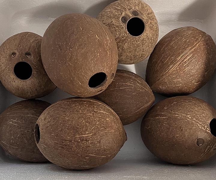 Hollow Coconut Unpainted 8-pack